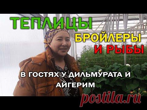 Теплица, бройлеры и рыбы /// В гостях у Дильмурата и Айгерим