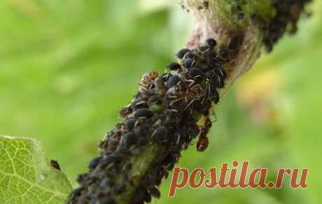 ИЗВЕСТИ ТЛЮ СУЩЕСТВУЕТ МНОГО СПОСОБОВ...
 
1. Водкой. Для обработки пойдет самая дешевая. Все, что нужно, так это налить ее в пульверизатор и опрыснуть растения.
2. Кока-колой. Использовать так же, как и водку.
3. Хозяйственным мылом: 200 г растворить в 10 л воды.
4. Нашатырем: 1 ст. ложку развести в 10 л воды.
5. Кальцинированной содой: 1 ст. ложку растворить в 1 л воды. Добавить 40 г хозяйственного мыла.
6. Золой: 200–300 г залить 5 л крутого кипятка, остудить, процедить, добавить 20 г х