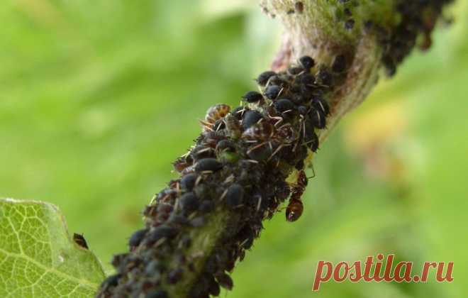 ИЗВЕСТИ ТЛЮ СУЩЕСТВУЕТ МНОГО СПОСОБОВ...
 
1. Водкой. Для обработки пойдет самая дешевая. Все, что нужно, так это налить ее в пульверизатор и опрыснуть растения.
2. Кока-колой. Использовать так же, как и водку.
3. Хозяйственным мылом: 200 г растворить в 10 л воды.
4. Нашатырем: 1 ст. ложку развести в 10 л воды.
5. Кальцинированной содой: 1 ст. ложку растворить в 1 л воды. Добавить 40 г хозяйственного мыла.
6. Золой: 200–300 г залить 5 л крутого кипятка, остудить, процедить, добавить 20 г х