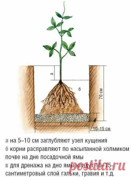 посадка клематиса