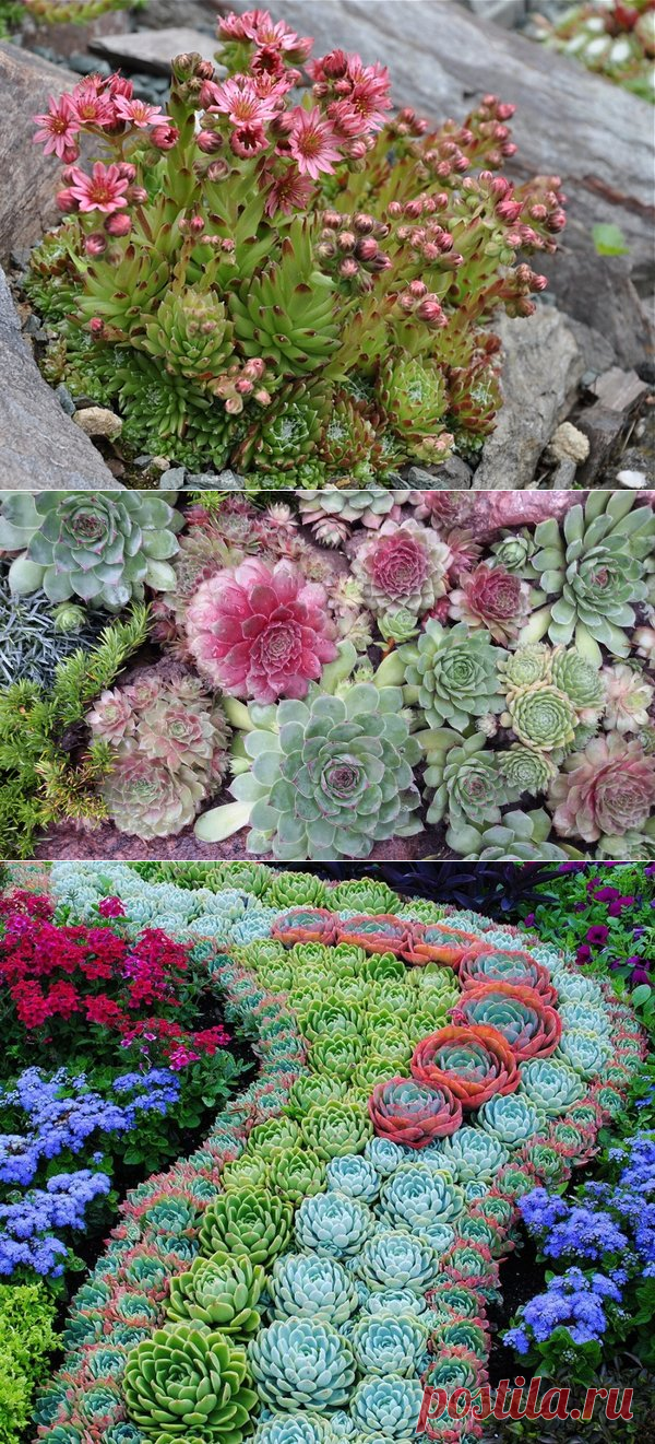 Посадим молодило | ОГОРОДНИЦА ЮЛИАННА | Яндекс Дзен