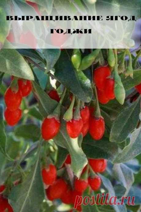 выращивание ягод годжи