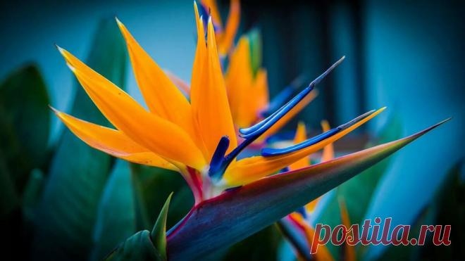 Стрелитция - цветок Райской птицы Райская птица – очень популярный, безумно красивый и необычный цветок, излюбленный «питомец» многих флористов.