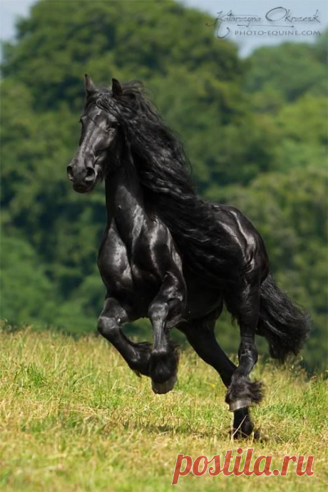Friesian Mare Pippi -Monique Holland. Black beauty…  |  Pinterest • Всемирный каталог идей