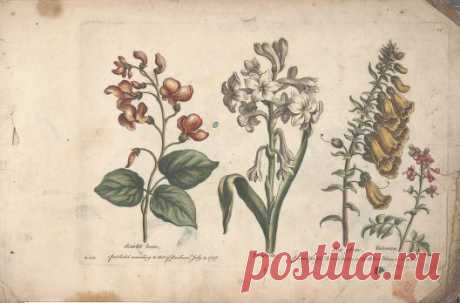 The florist, or, An extensive and curious collection of flowers, for the imitation of young ladies, either in drawing or in needle?workby A. Heckle. : Heckel, Augustin, : Free Download, Borrow, and Streaming : Internet Archive