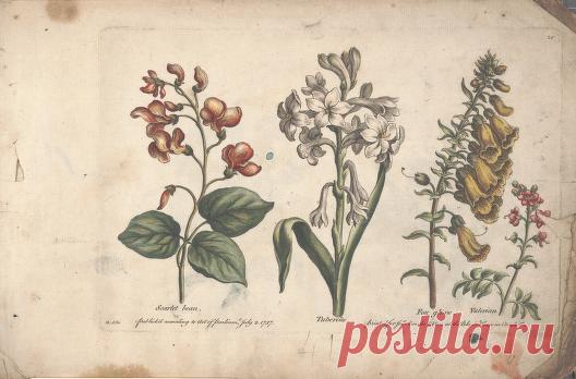 The florist, or, An extensive and curious collection of flowers, for the imitation of young ladies, either in drawing or in needle?workby A. Heckle. : Heckel, Augustin, : Free Download, Borrow, and Streaming : Internet Archive