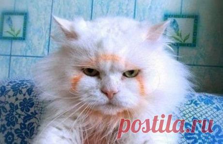 Килька в томате? Не, не видел!