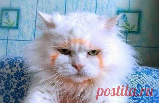 Килька в томате? Не, не видел!