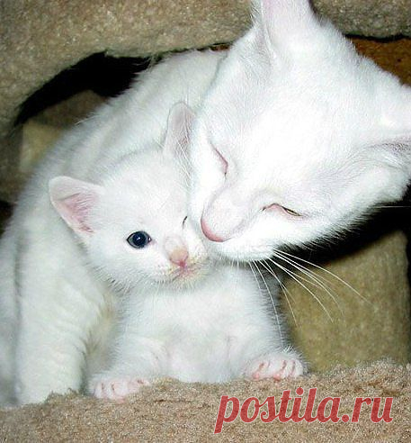 Без кота и жизнь не та ツ