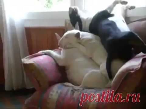 тройной сэндвич бультерьеров