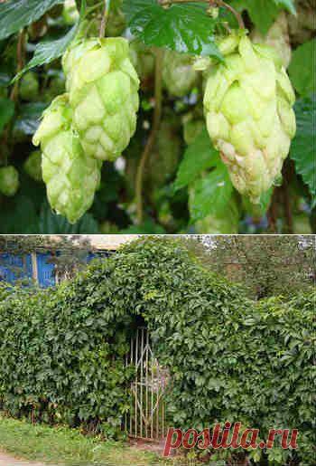Растение хмель