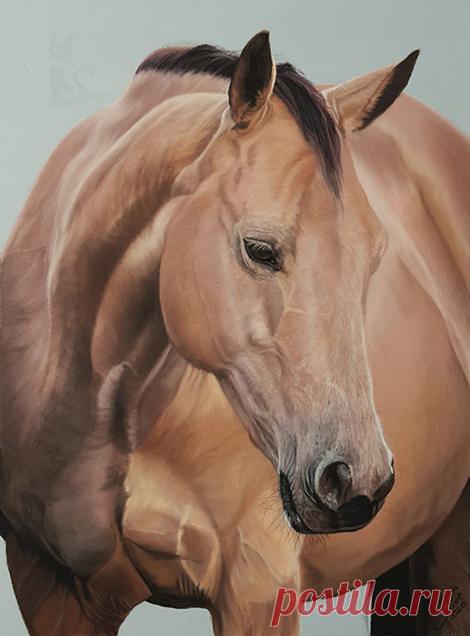 Рисунки и портреты лошадей Кати Зауэр