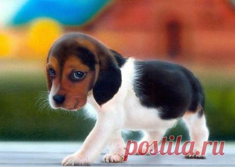 Милые и забавные животные.