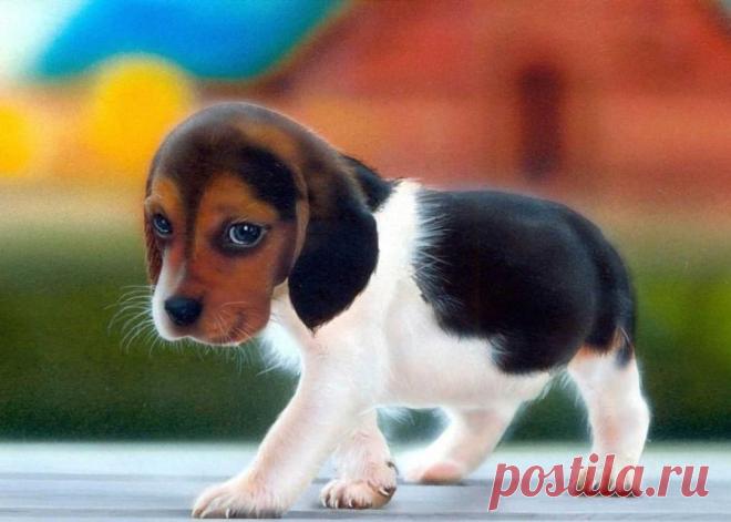Милые и забавные животные.