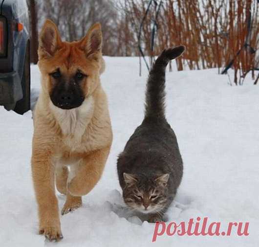 Как кошка с собакой…