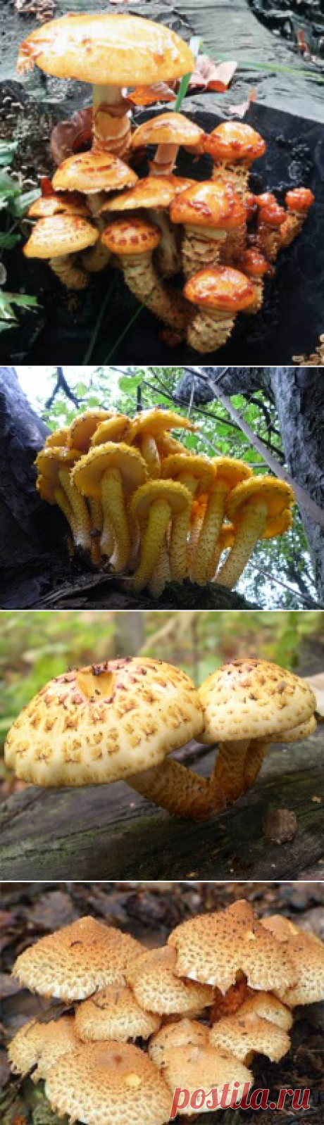 Чешуйчатка золотистая (Pholiota aurivella) | Энциклопедия грибов