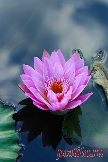 Найдено на сайте flickr.com.