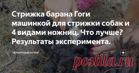 Стрижка барана Гоги машинкой для стрижки собак и 4 видами ножниц. Что лучше? Результаты эксперимента.