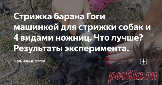 Стрижка барана Гоги машинкой для стрижки собак и 4 видами ножниц. Что лучше? Результаты эксперимента.