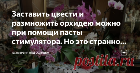 Заставить цвести и размножить орхидею можно при помощи пасты стимулятора. Но это странно выглядит Это не первая моя статья про орхидеи, летом я писала про пересадку и про то, что орхидеи почти заменили в наших квартирах привычные раньше герани.
И если Вы, уважаемая читательница (читатель) пропустили эти статьи, то в конце будут на них ссылки.
А сейчас хочу рассказать про применение стимулятора для появления цветоносов и новых розеток у орхидеи.
Сразу должна уточнить, что фотографии орхидей с