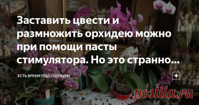 Заставить цвести и размножить орхидею можно при помощи пасты стимулятора. Но это странно выглядит Это не первая моя статья про орхидеи, летом я писала про пересадку и про то, что орхидеи почти заменили в наших квартирах привычные раньше герани.
И если Вы, уважаемая читательница (читатель) пропустили эти статьи, то в конце будут на них ссылки.
А сейчас хочу рассказать про применение стимулятора для появления цветоносов и новых розеток у орхидеи.
Сразу должна уточнить, что фотографии орхидей с