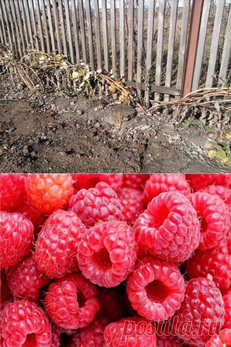 Вкусный Огород: Подготовка малины к зиме