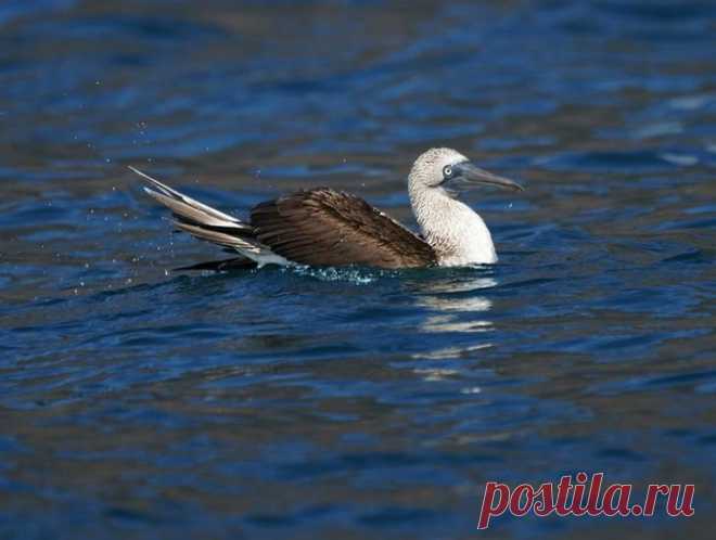 Необычная птица голубоногая олуша