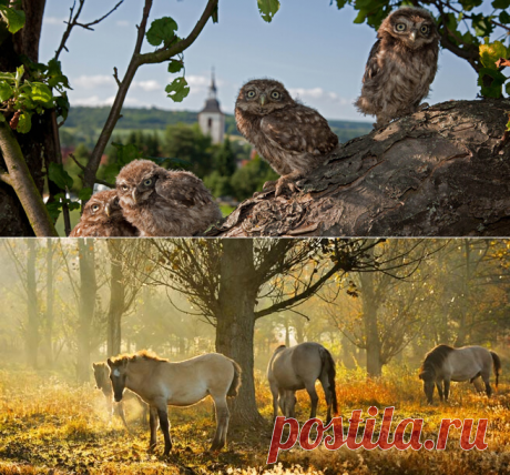 Германия - радушие друзей: путешествия, отдых, отпуск