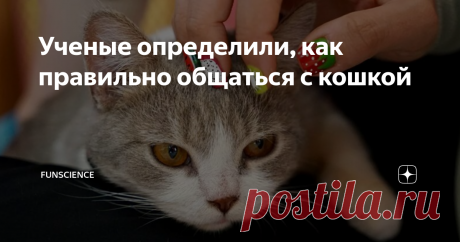 Ученые определили, как правильно общаться с кошкой Наверняка вы хоть раз попадали в ситуацию, когда вы гладите кошку, и ей вроде бы нравится, но неожиданно она поворачивается и вас кусает или бьет лапами. В такой ситуации очень легко свалить вину на животное, но скорее всего причина в вас — вы неправильно гладите питомца.
Чтобы понять истоки этой проблемы, нужно заглянуть в историю одомашнивания кошачьих. Скорее всего, к предкам домашней кошки — с