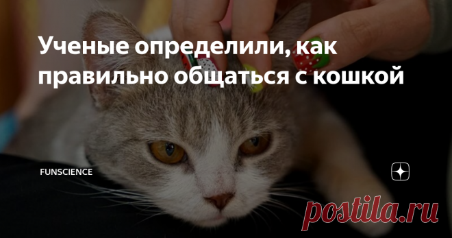 Ученые определили, как правильно общаться с кошкой Наверняка вы хоть раз попадали в ситуацию, когда вы гладите кошку, и ей вроде бы нравится, но неожиданно она поворачивается и вас кусает или бьет лапами. В такой ситуации очень легко свалить вину на животное, но скорее всего причина в вас — вы неправильно гладите питомца.
Чтобы понять истоки этой проблемы, нужно заглянуть в историю одомашнивания кошачьих. Скорее всего, к предкам домашней кошки — с