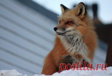 Лис, который приходит к фотографу в гости