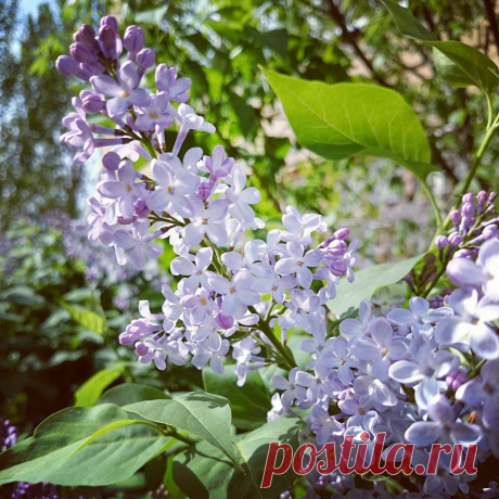 Цветёт сирень душистая