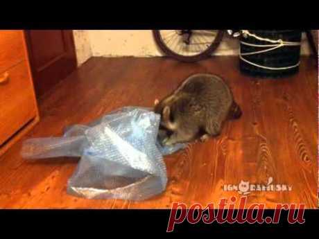 Same Raccoon Popping Bubble Wrap - part 2 / И снова у енота много работы - YouTube