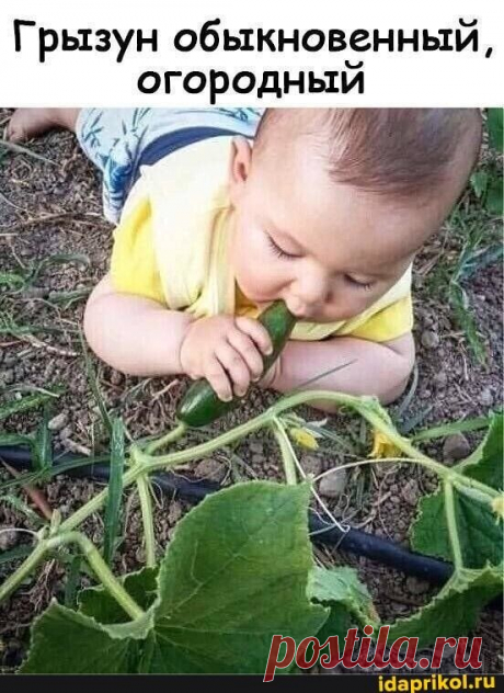В детстве моей любимой песней была "Арлекино", потому что мне слышалось там поётся "есть одна награда смерть" и потом смех Пугачёвой из преисподней Погодите-ка, а там разве - ) / АйДаПрикол .)
