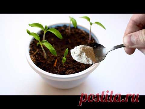 Рассада Укрепляется Прямо На Глазах! Подкормите Этим После Пикировки!