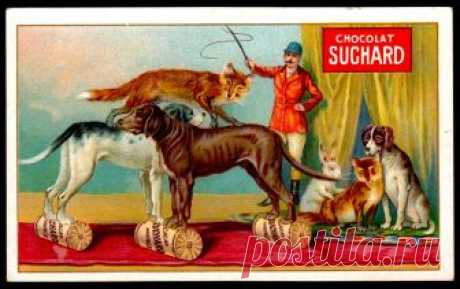 French Trade Card - Circus Animals Chocolat Suchard "Circus Animals" (series #134 issued in 1904)
