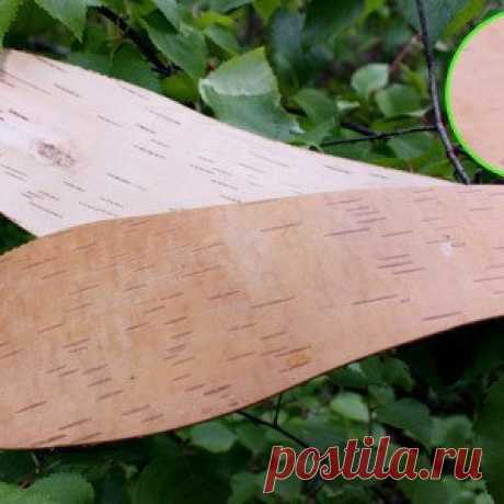 Стельки из бересты: чудесный подарок от матушки-природы!