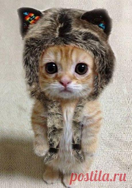 НУ ЧЁ МУРЗИК....ЗИМА?!