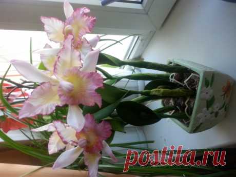 реалистичные цветы из холодного фарфора - Флористика, топиарии