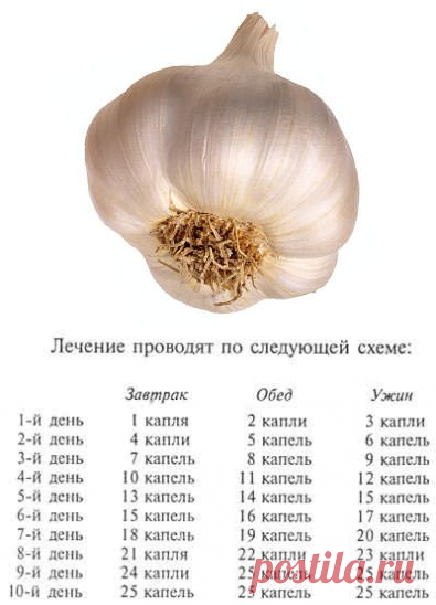 Очищение сосудов - тибетский рецепт очищения сосудов чесноком