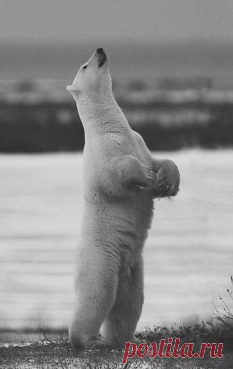 F &amp; O Забыли Благородство