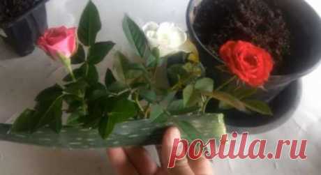 Действенный способ укоренить розу: алоэ вера вам в помощь — Домашние заботы