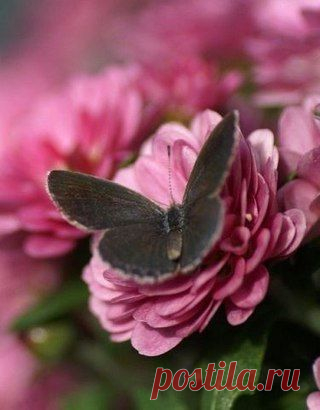 Предчувствие - язык ангела, который не следует игнорировать. Прислушивайтесь к своим догадкам, обращайте внимание на свою интуицию, не прогоняйте случайные мысли, озарения или идеи.