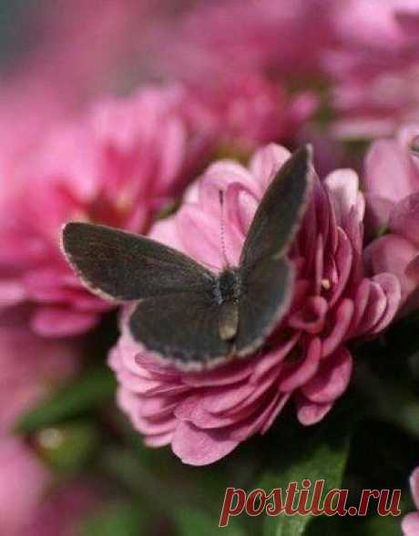 Предчувствие - язык ангела, который не следует игнорировать. Прислушивайтесь к своим догадкам, обращайте внимание на свою интуицию, не прогоняйте случайные мысли, озарения или идеи.