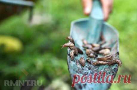 (+1) тема - Как избавиться от слизней и улиток | ОГОРОД БЕЗ ХЛОПОТ