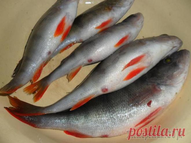 Эх..... окуньки!!!!