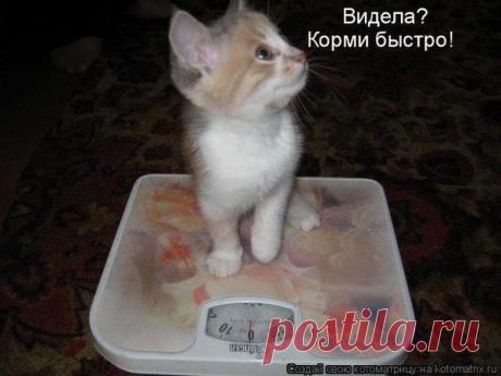 Кушать хоца