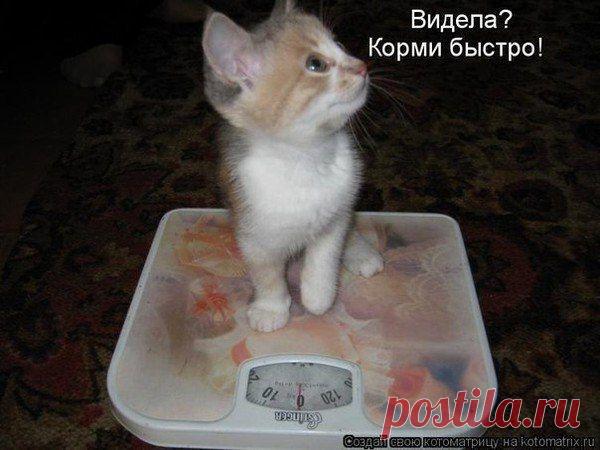 Кушать хоца