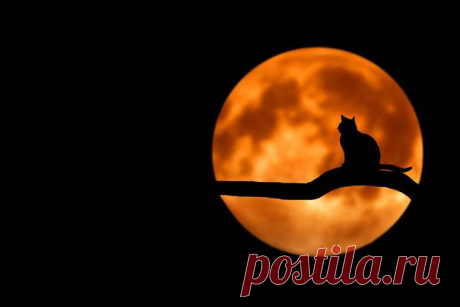 Подборка фото с котиками. Милые создания. №lublusebya-52201227042019 | Люблю Себя