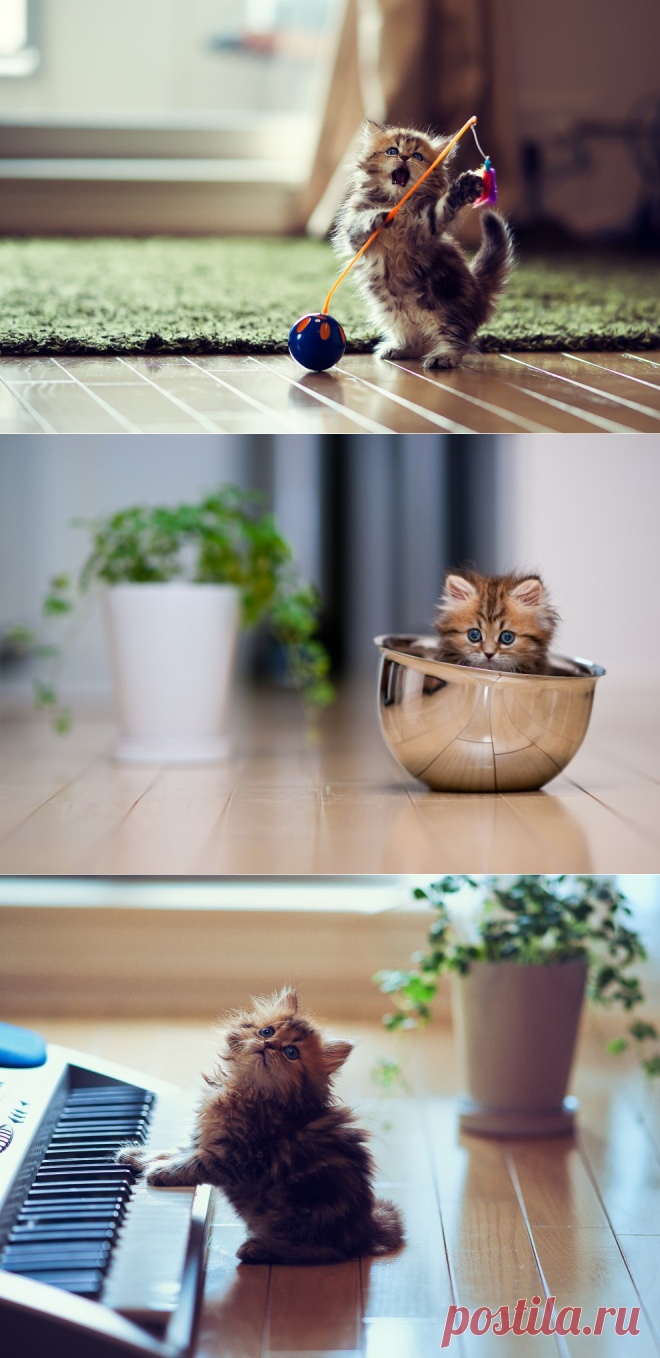 ФотоТелеграф » Умилительная кошечка по имени Дэйзи, которая заставит вас улыбнуться